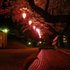 夜桜。綺麗です。